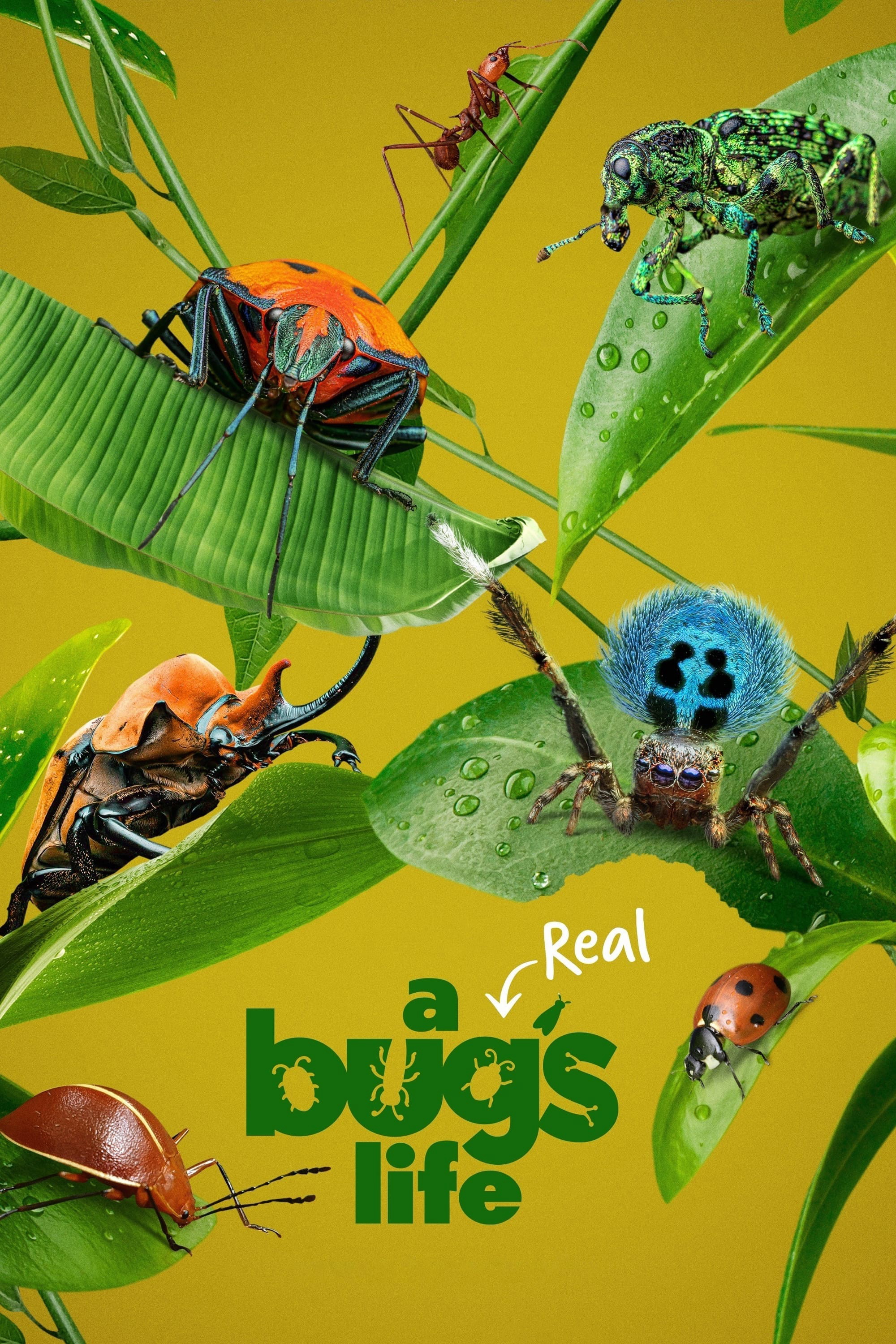 Xem Phim A Real Bug's Life Vietsub HD Online - Rophim