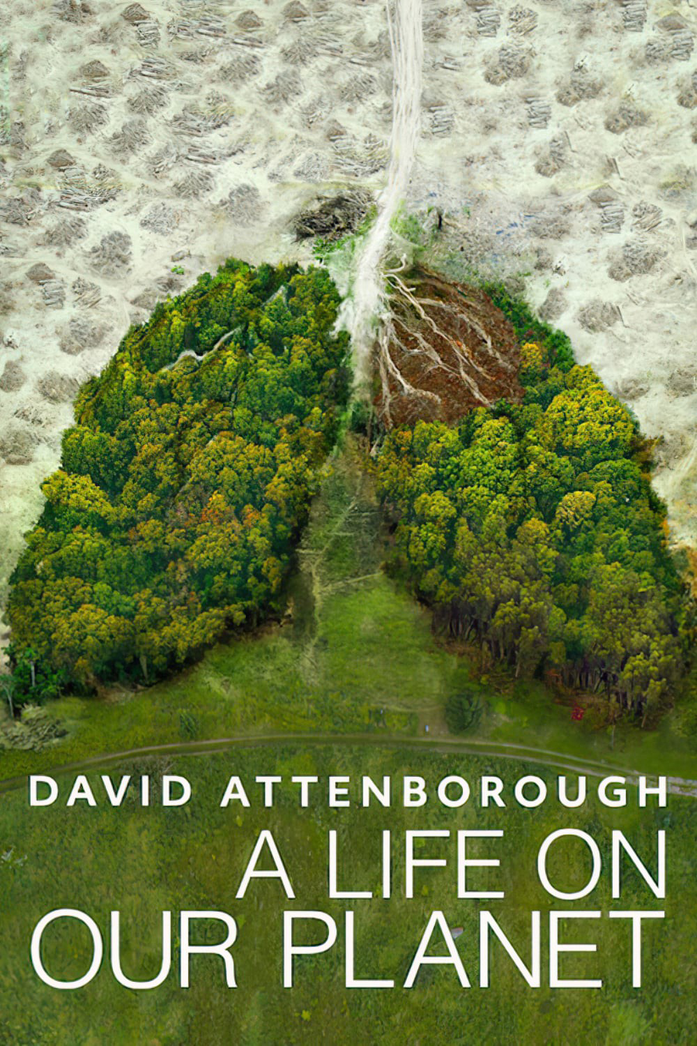 Xem Phim David Attenborough: Một cuộc đời trên Trái Đất Vietsub HD Online - Rophim