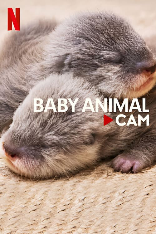 Xem Phim Động vật bé cưng trên camera Vietsub HD Online - Rophim