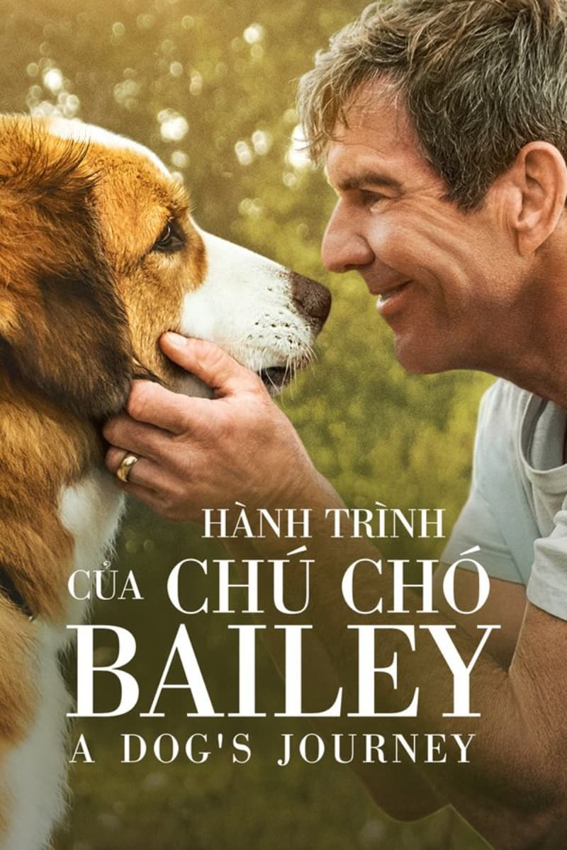 Xem Phim Hành Trình Của Chú Chó Bailey Vietsub HD Online - Rophim