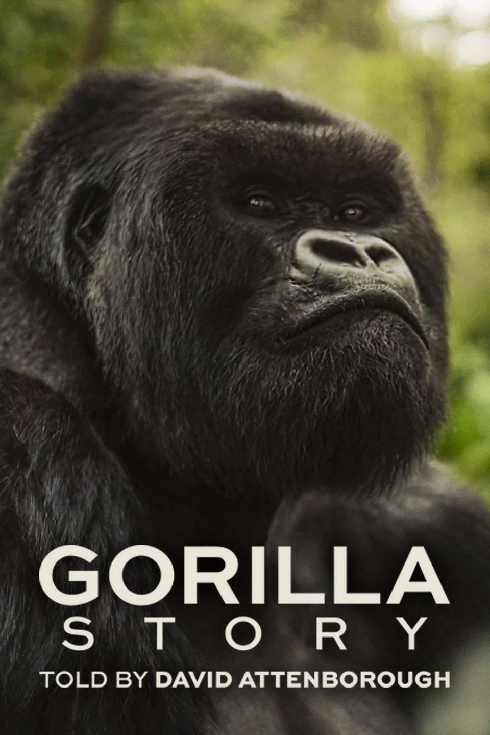 Xem Phim Hành Trình Của Khỉ Đột – Qua Giọng Kể David Attenborough Vietsub HD Online - Rophim