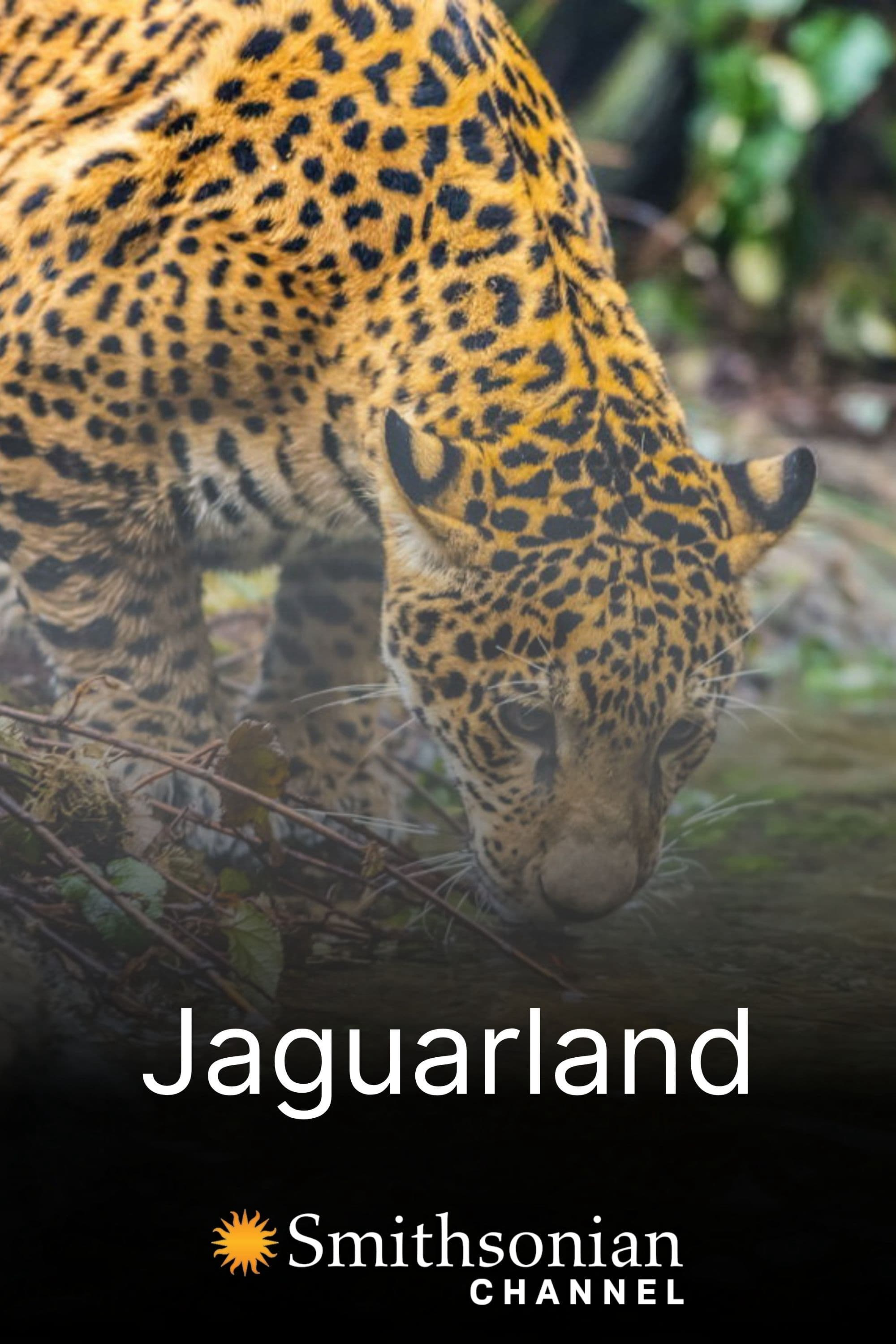 Xem Phim Jaguarland Vietsub HD Online - Rophim