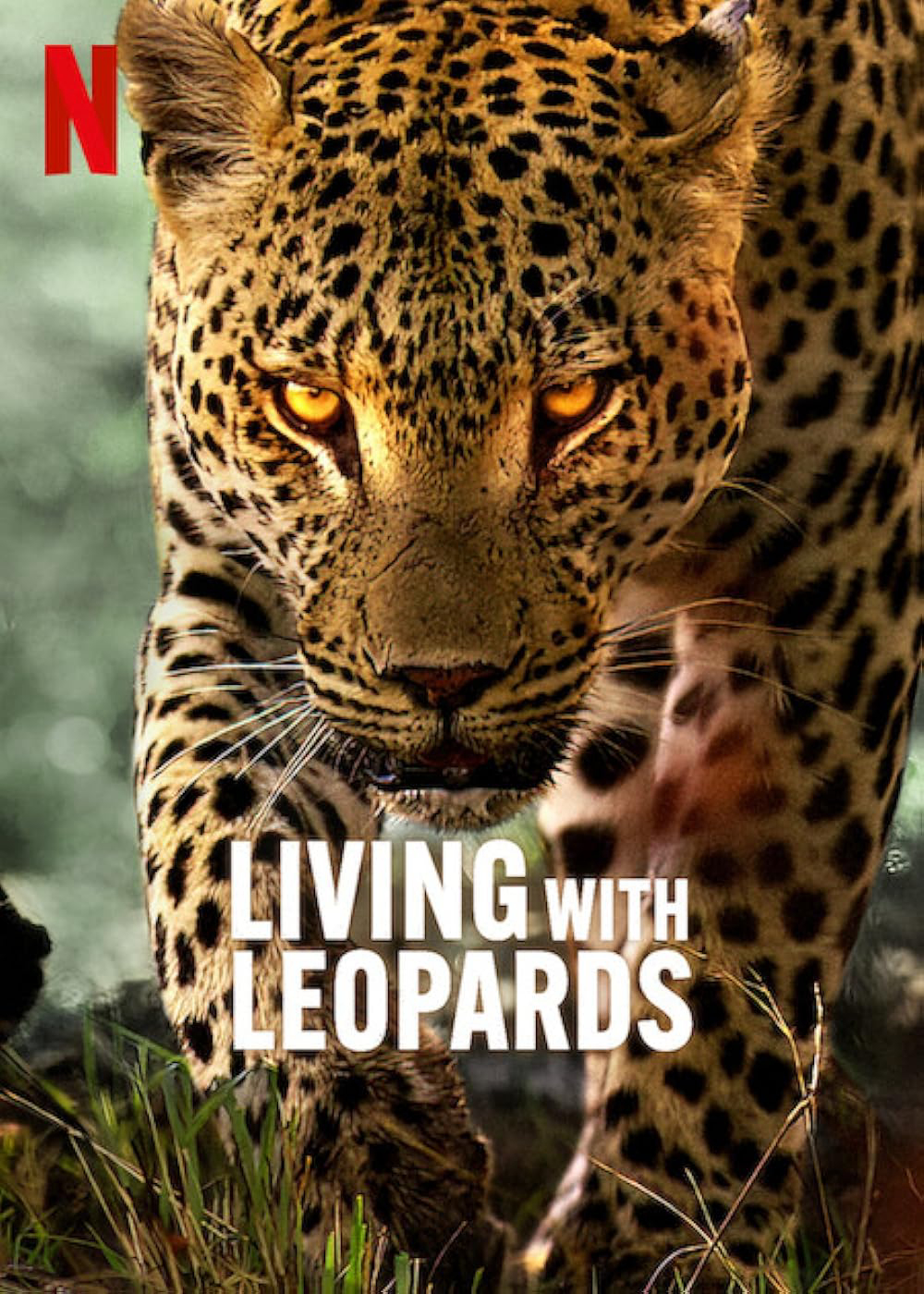 Xem Phim Living with Leopards Vietsub HD Online - Rophim