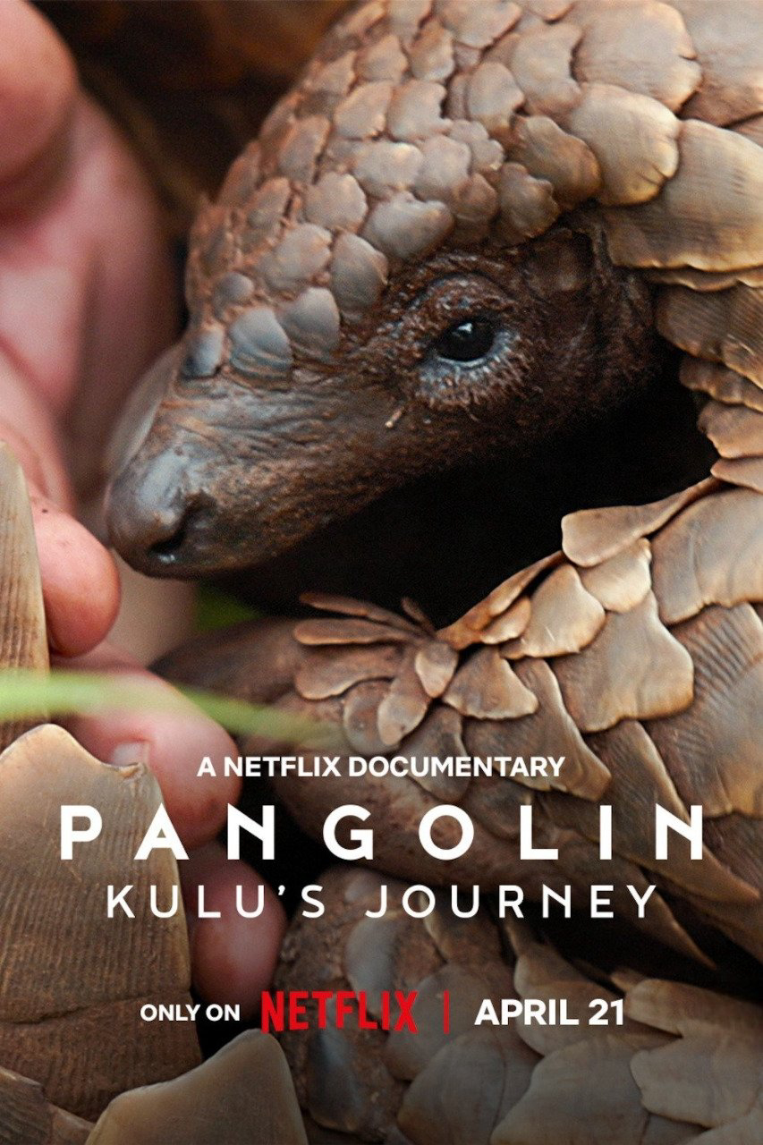 Xem Phim Loài tê tê: Hành trình của Kulu Vietsub HD Online - Rophim