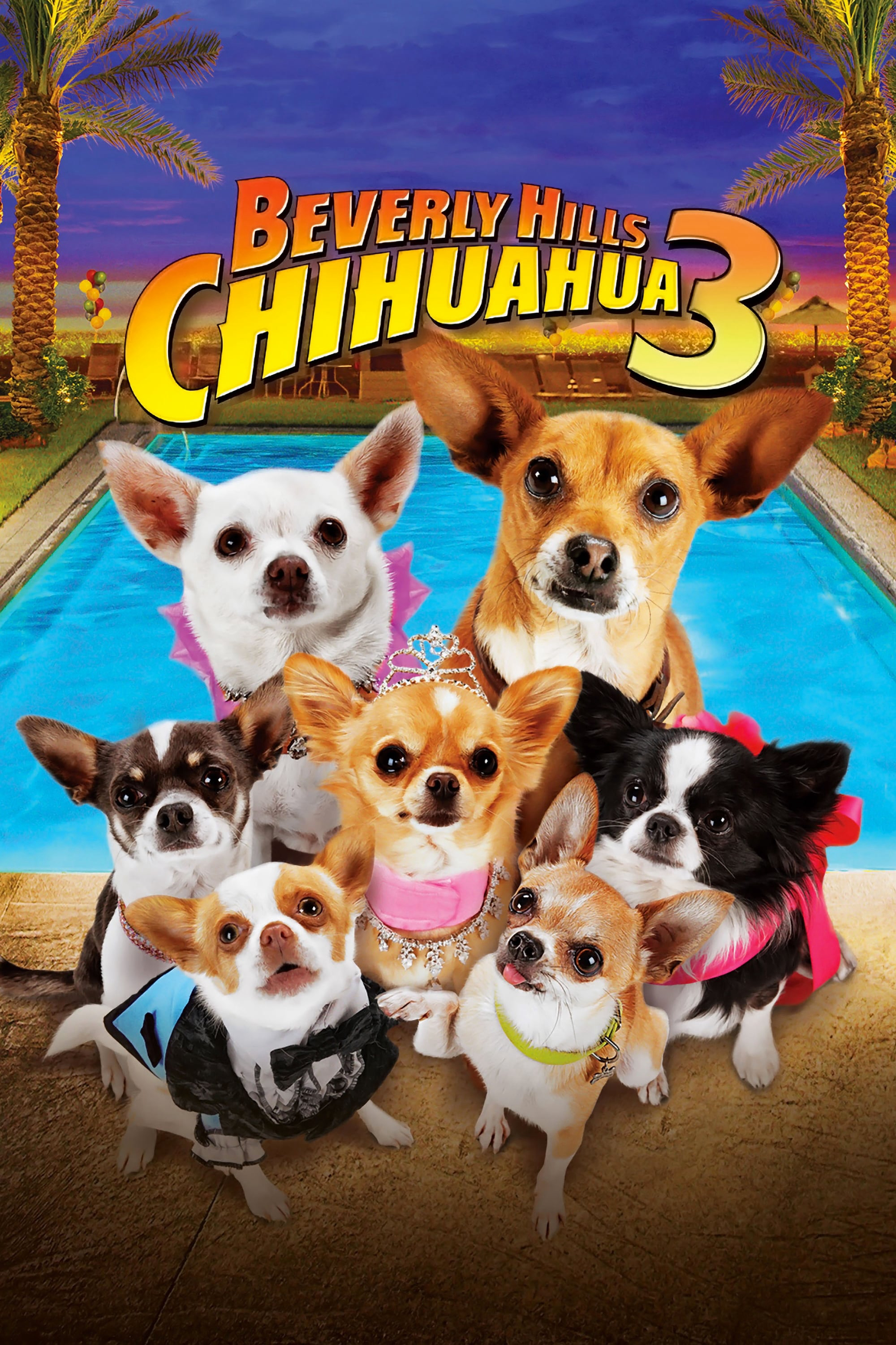 Xem Phim Những Chú Chó Chihuahua 3 Vietsub HD Online - Rophim