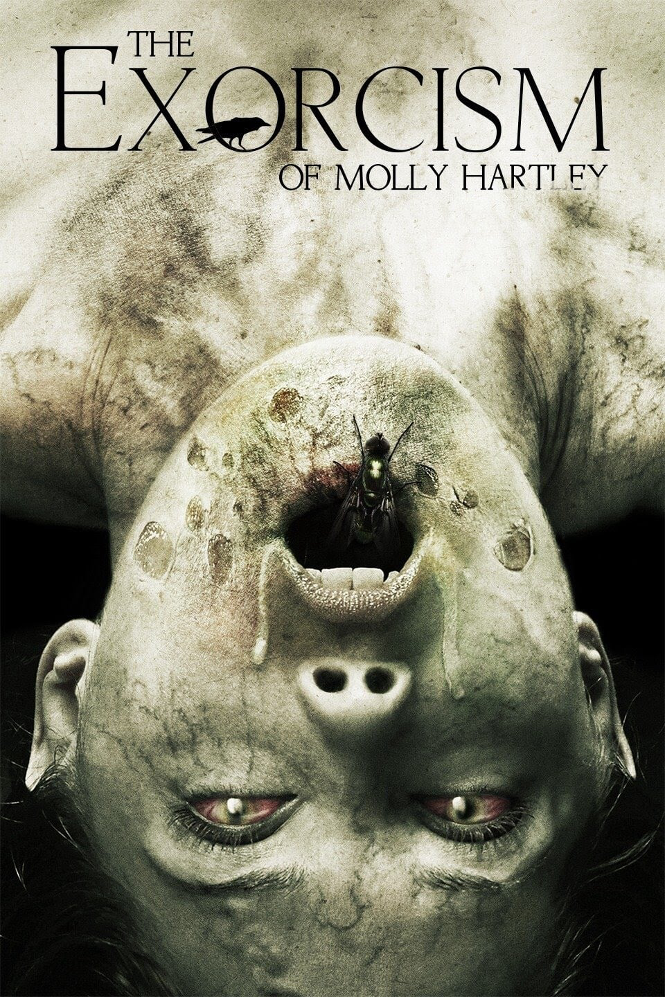 Xem Phim Nỗi Ám Ảnh Của Molly Vietsub HD Online - Rophim