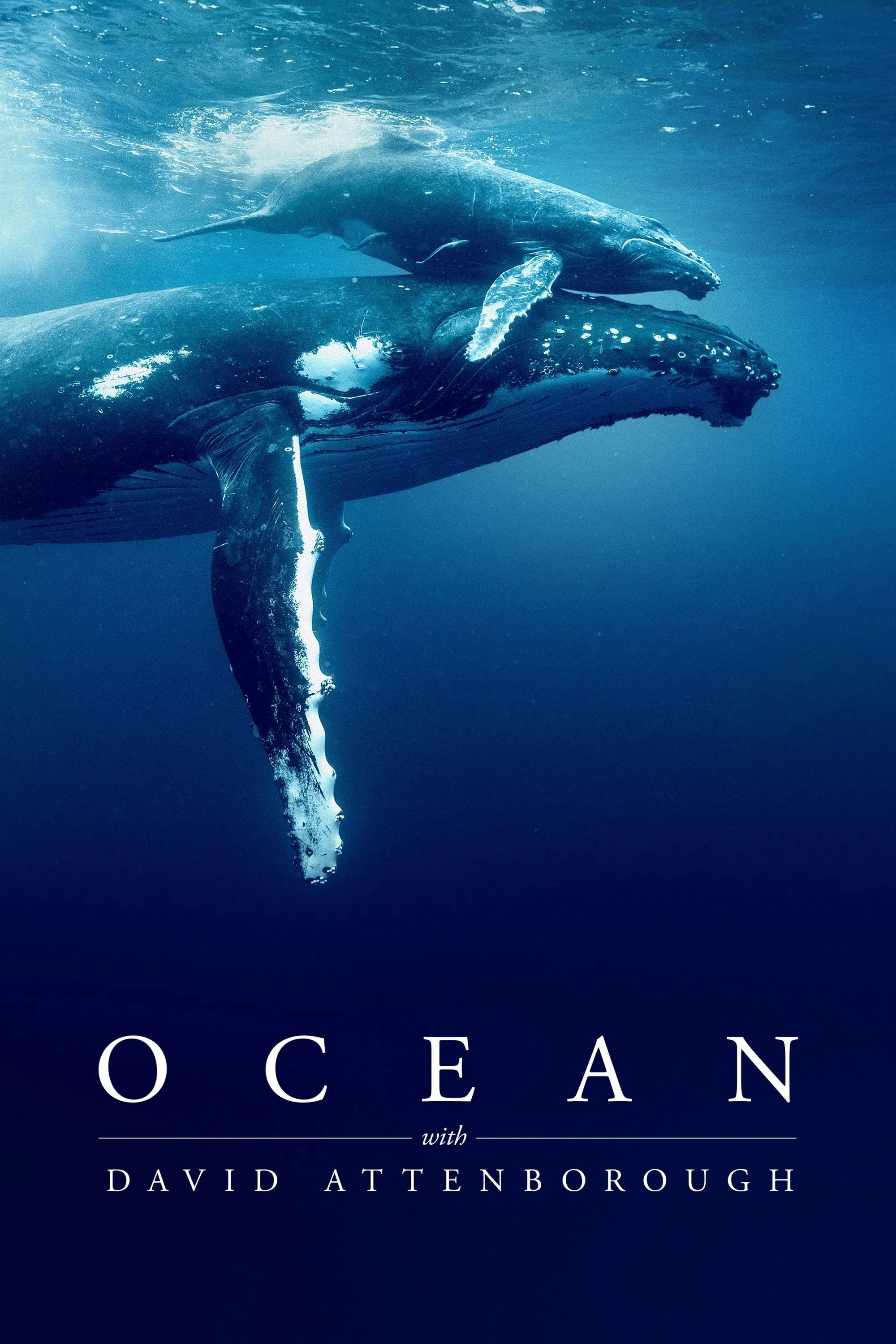 Xem Phim Ocean with David Attenborough Vietsub HD Online - Rophim