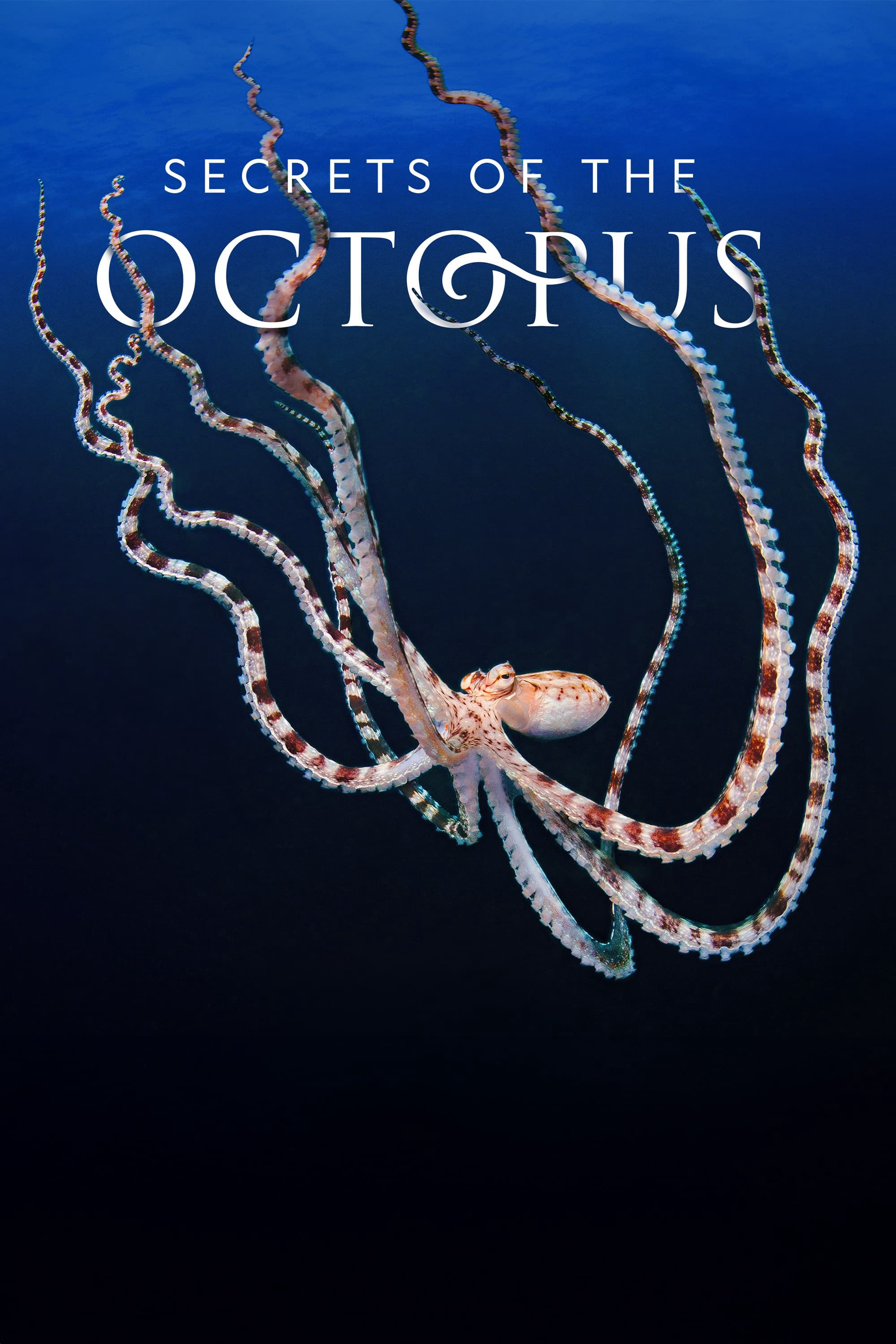 Xem Phim Secrets of the Octopus Vietsub HD Online - Rophim