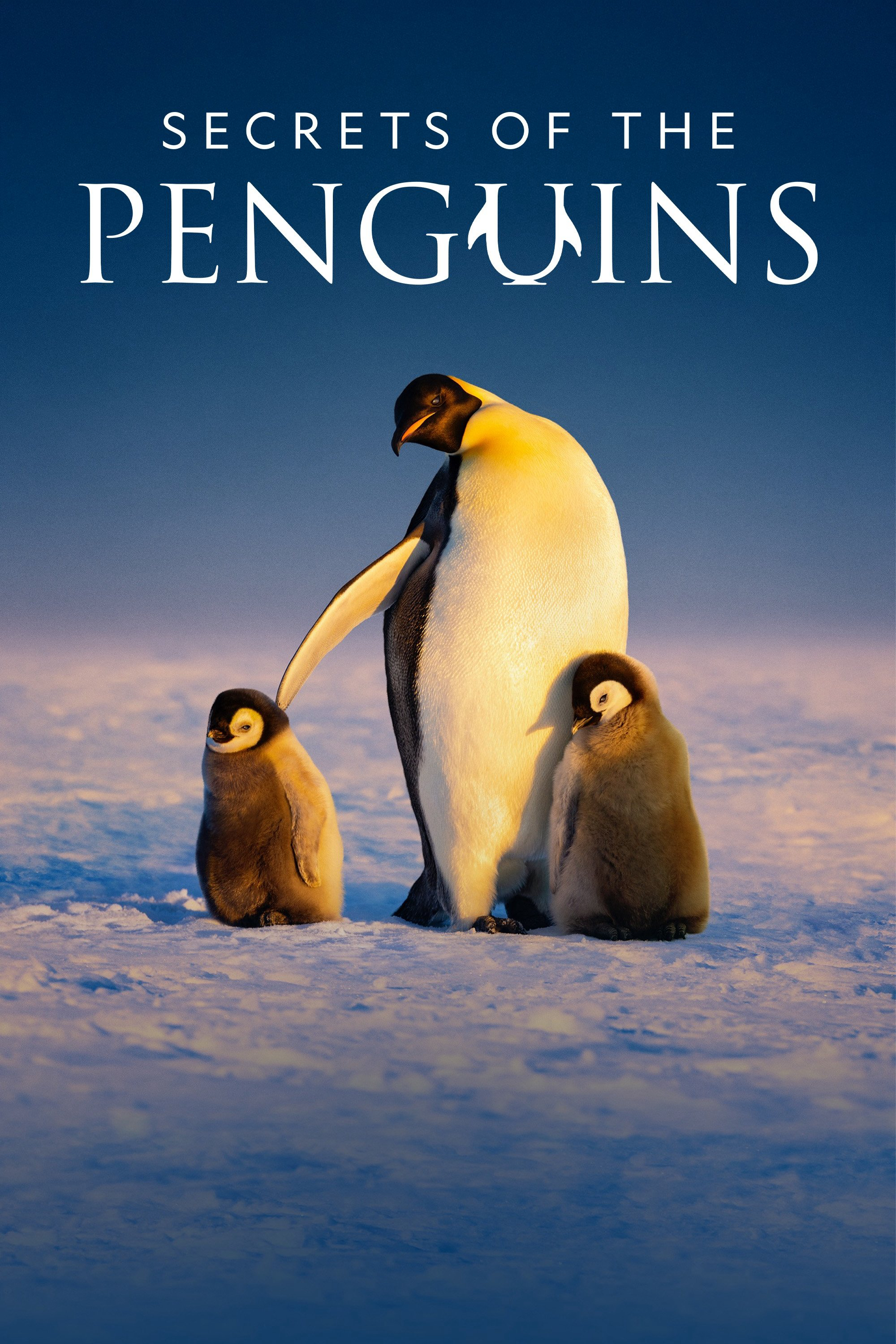 Xem Phim Secrets of the Penguins Vietsub HD Online - Rophim
