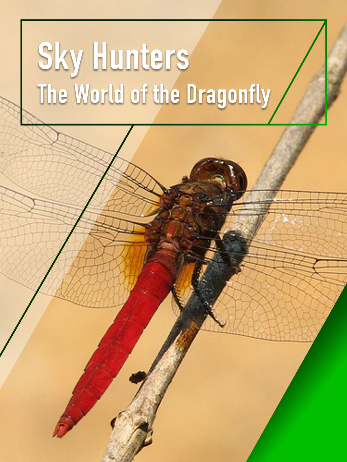 Xem Phim Sky Hunters - The World of Dragonfly Vietsub HD Online - Rophim