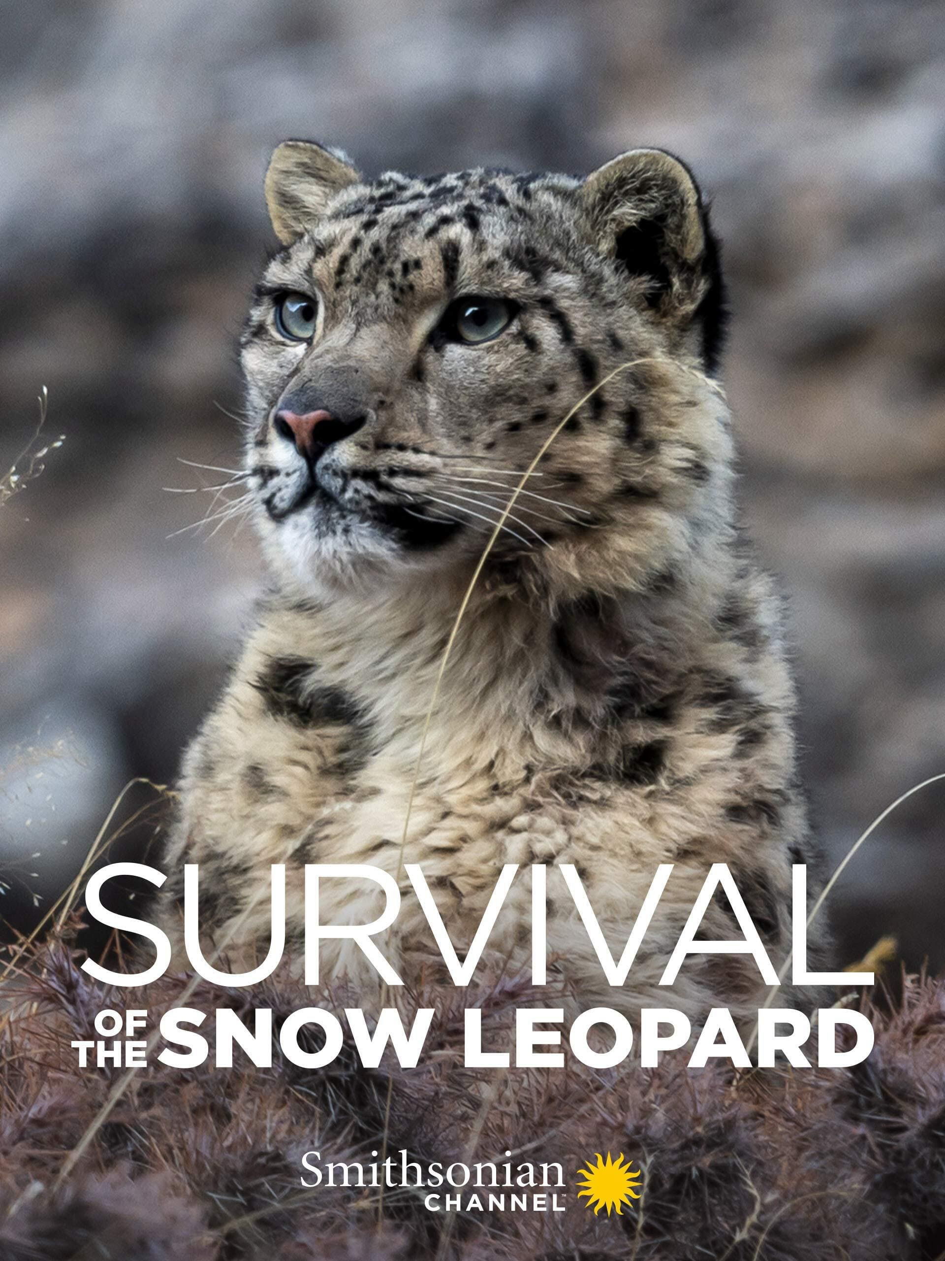 Xem Phim Survival Of The Snow Leopard Vietsub HD Online - Rophim